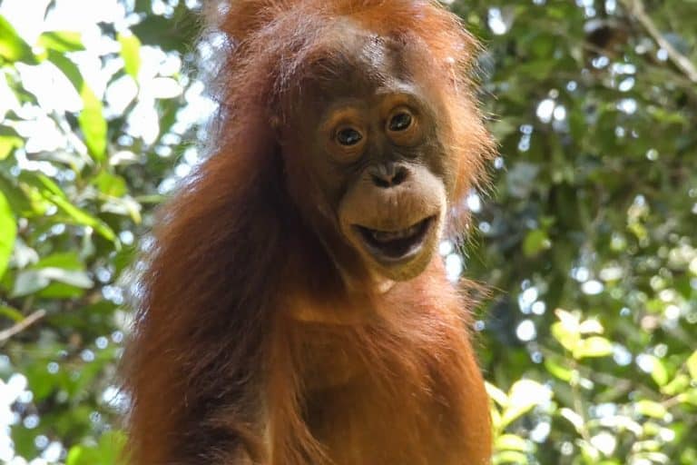 A Close Ecounter with Gara