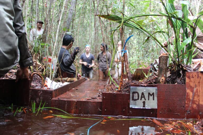 Dam-building-95-Sabangau-Mathilde-Alexis-2016.jpg