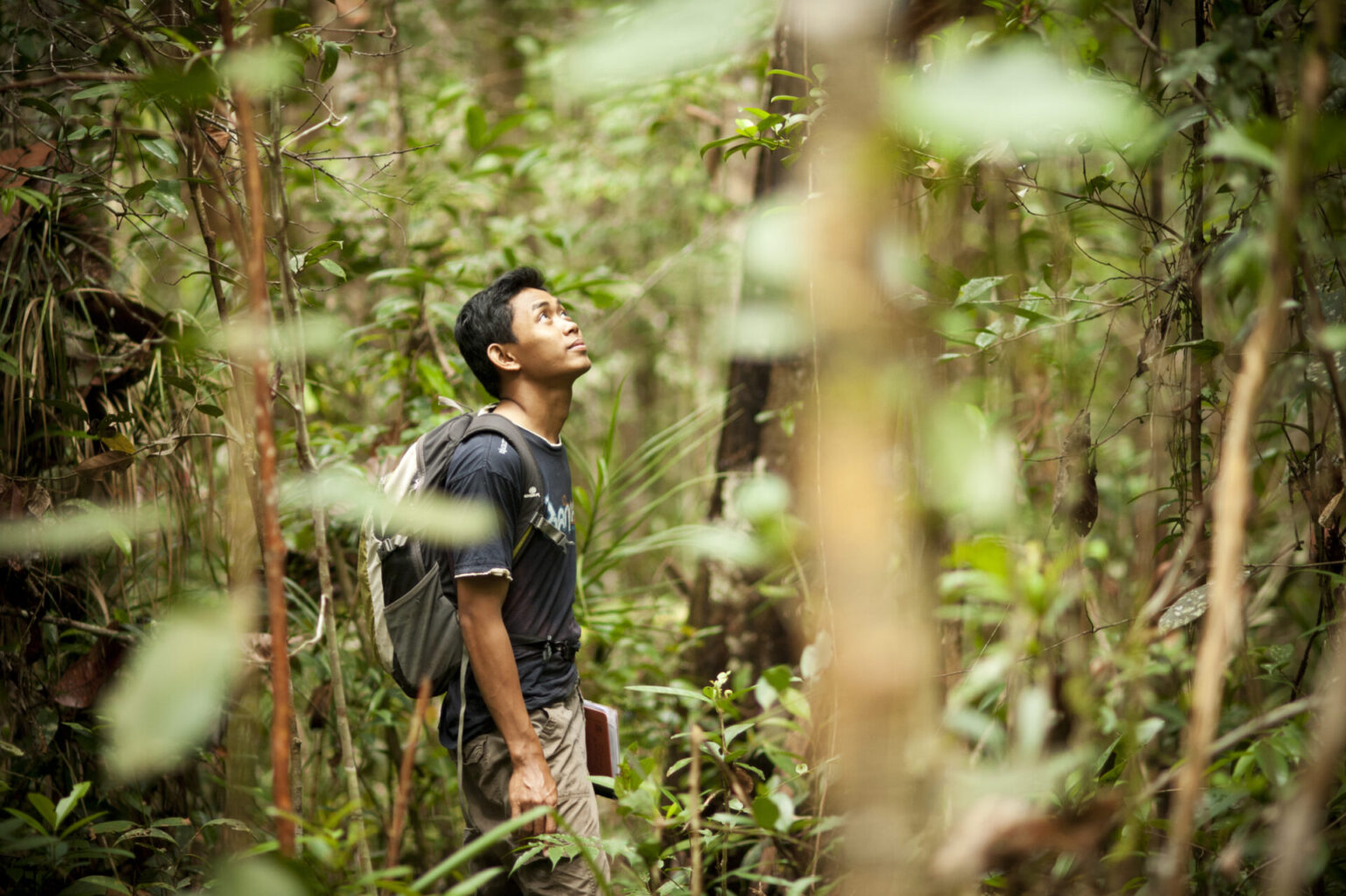 background image of forest