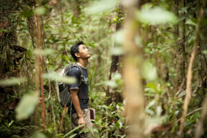 background image of forest