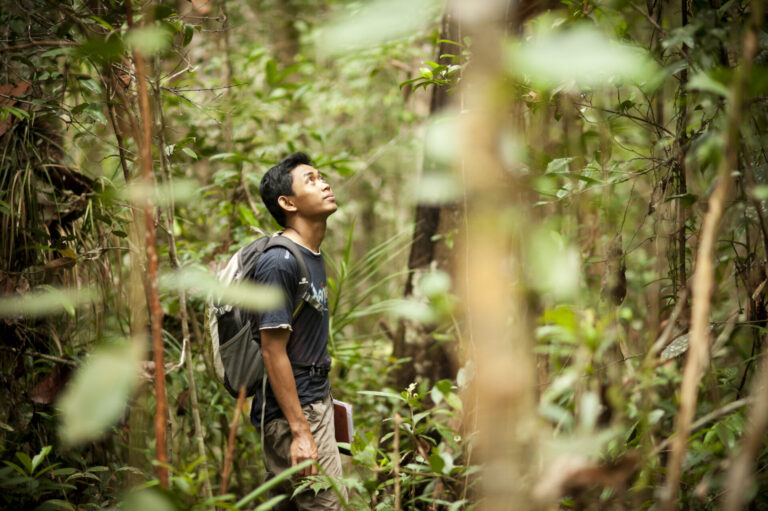 background image of forest